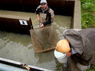 Harvesting Northern Pike at Valley City National Fish Hatchery photo