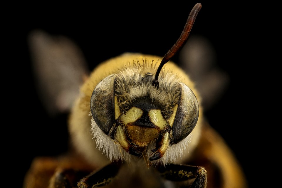 Centris trigonoides, f, face_2021-07-29-15.05.53 ZS PMax UDR