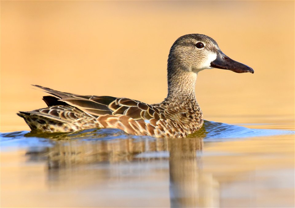 Blue-winged teal at Seedskadee National Wildlife Refuge