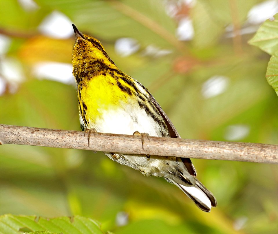 840 - TOWNSEND'S WARBLER (10-21-2022) crescent city, del norte co, ca -01
