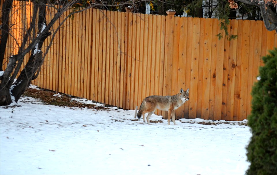 Coyote