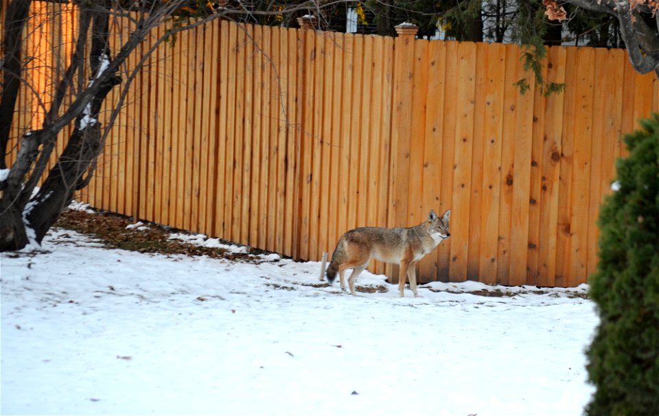 Coyote photo