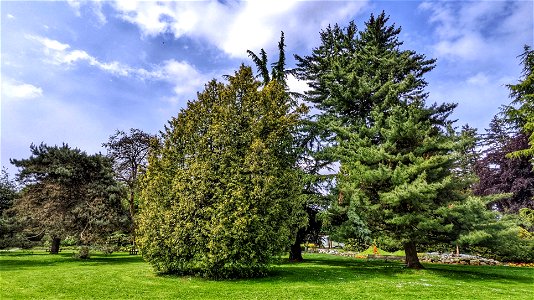 Just Grass and a Few Trees photo