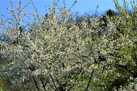 Spring ,April 2023