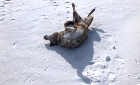 Feeeeeeeeeeel the Snow Roll