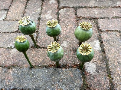 dansende papavers