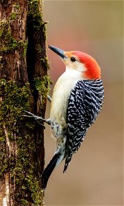 Male Red-bellied Woodpecker on a Mossy Tree photo