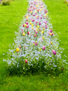 Herestrau Park in spring (58)