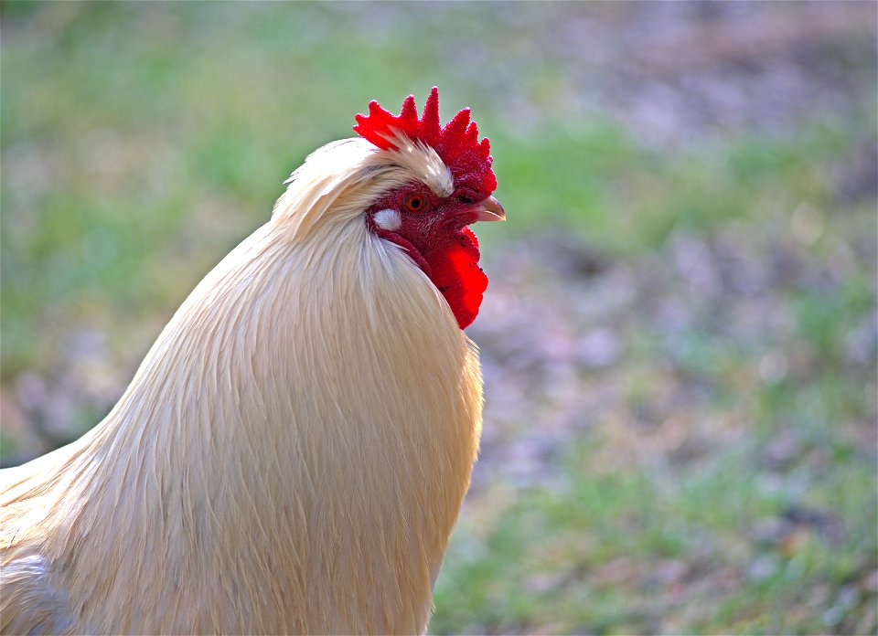 Donald