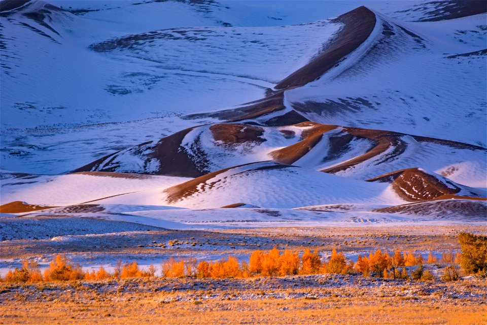 Snowy Dunes and Gold Cottonwoods 4