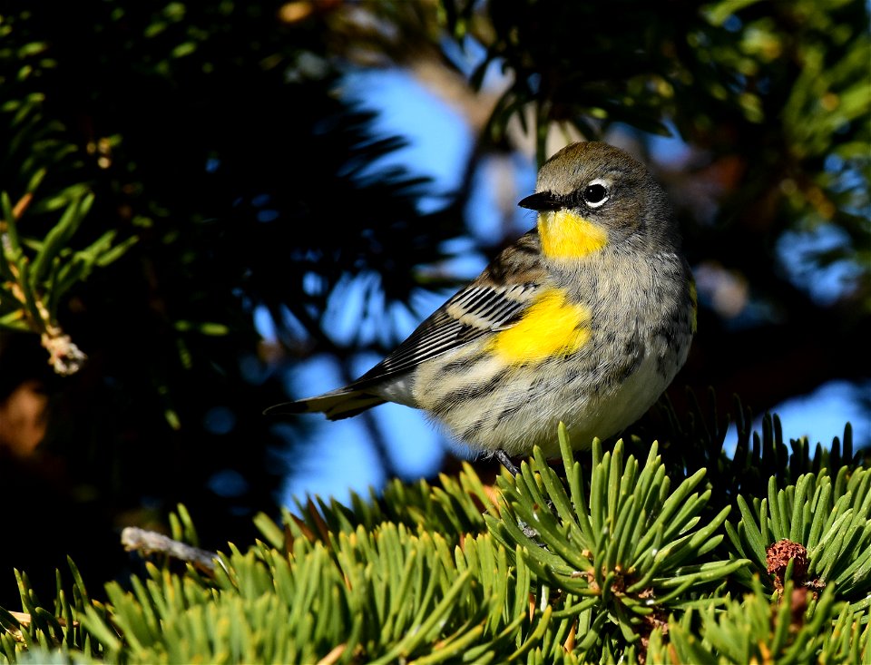 Yellow rumped warbler at Seedskadee National Wildlife Refuge