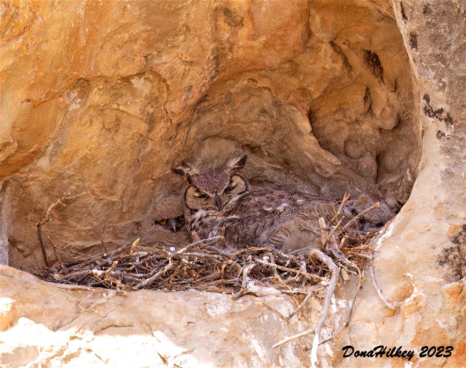 Great-horned Owl and two chick
