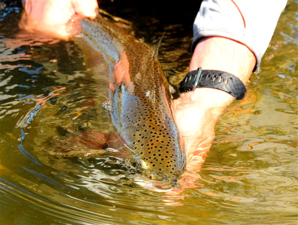 Rainbow trout release photo