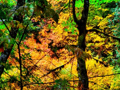 202110-GP-Skate Creek in fall 01 by Sheryl Hall