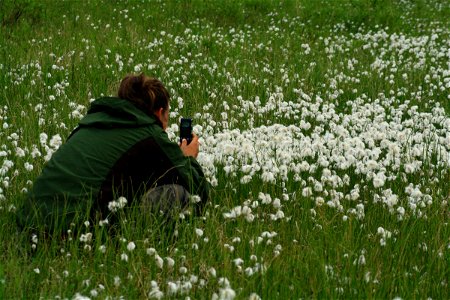 Photographing cottongrass photo