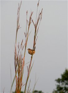 A young sedge wren perched on big bluestem at Horseshoe Bend