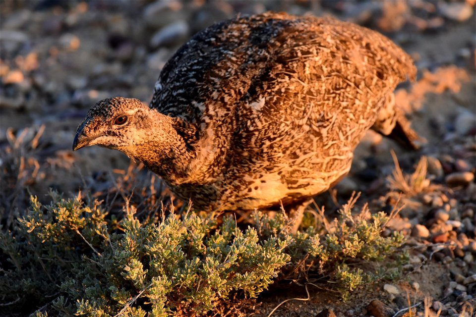 Greater sage-grouse at Seedskadee National Wildlife Refuge