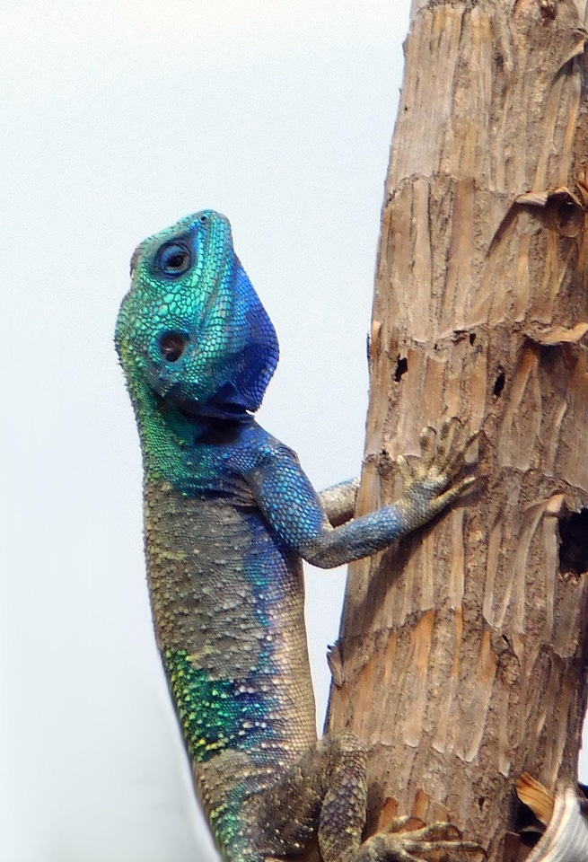 Animal lizard wildlife