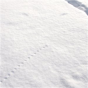 Mouse and bird wing tracks photo