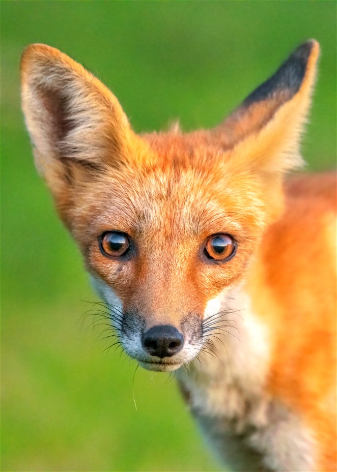 Red fox