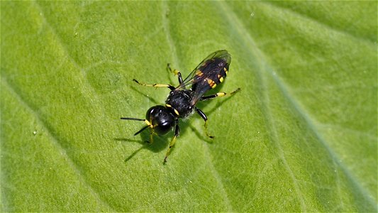 Ectemnius sp. (Fliegenjäger-Grabwespe, Fam. Crabronidae)