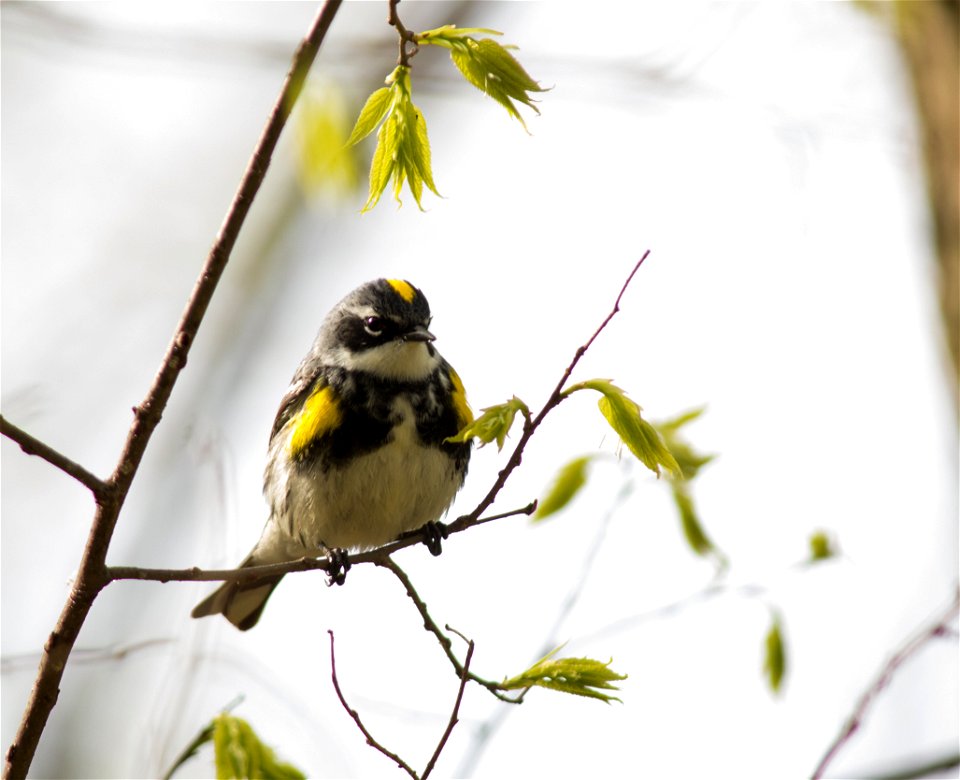 Yellow-rumped Warbler