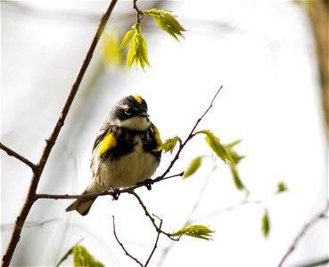 Yellow-rumped Warbler