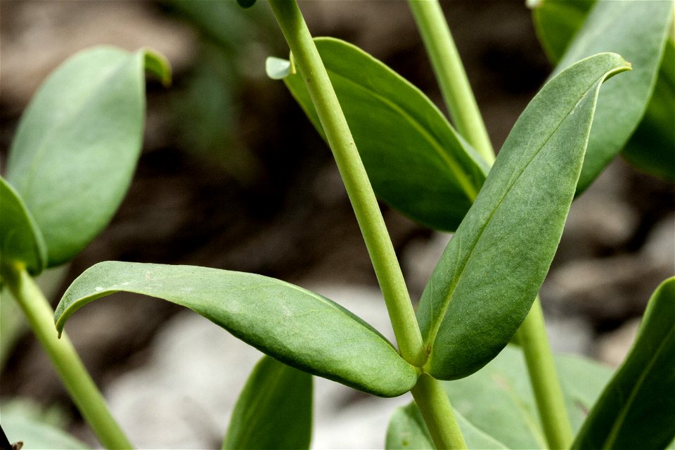 Penstemon cyananthus