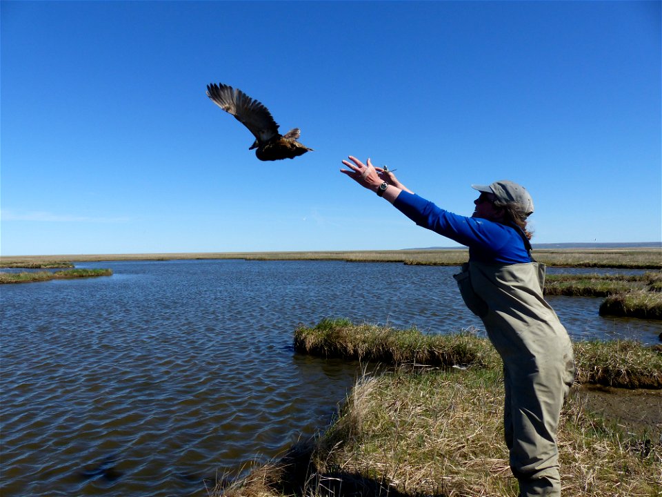 Releasing an eider