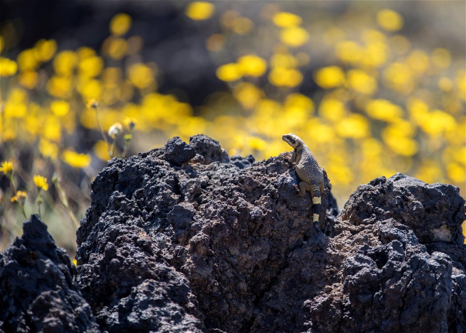 Lizard at Amboy Crater