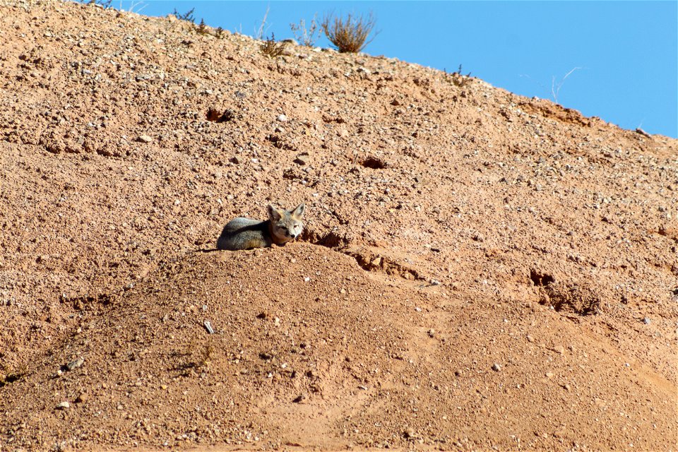 Kit Fox in the Desert