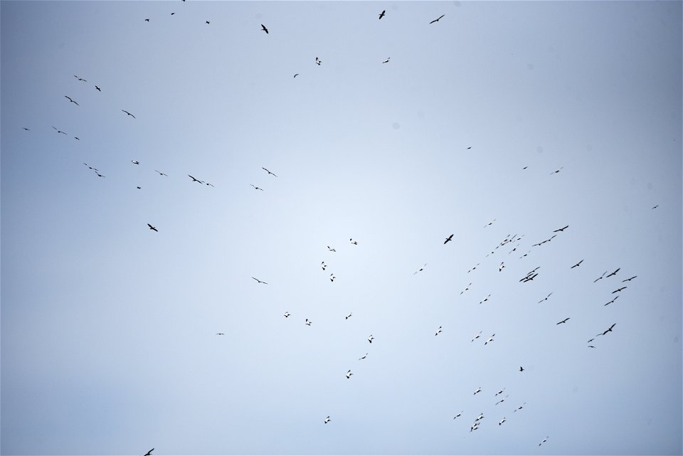 American white pelicans overhead