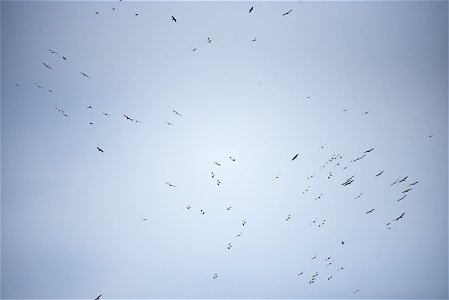 American white pelicans overhead photo