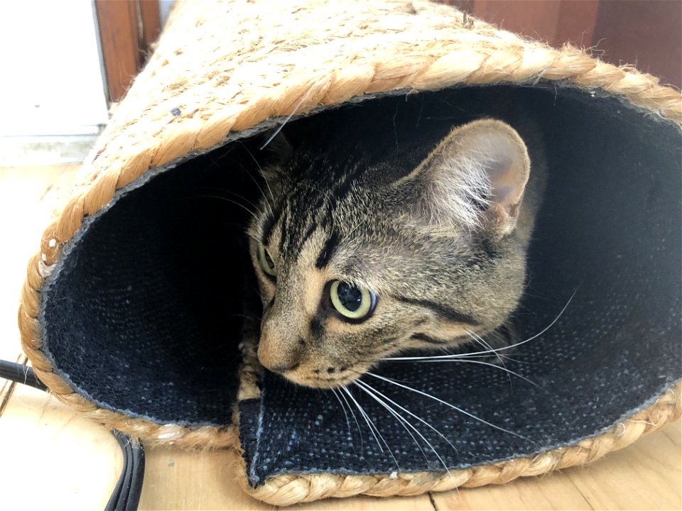 Cat in the Carpet Tube (am in in Botsiy?)