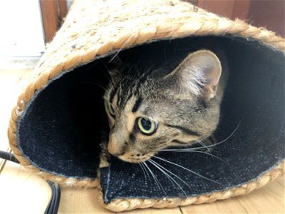 Cat in the Carpet Tube (am in in Botsiy?) photo