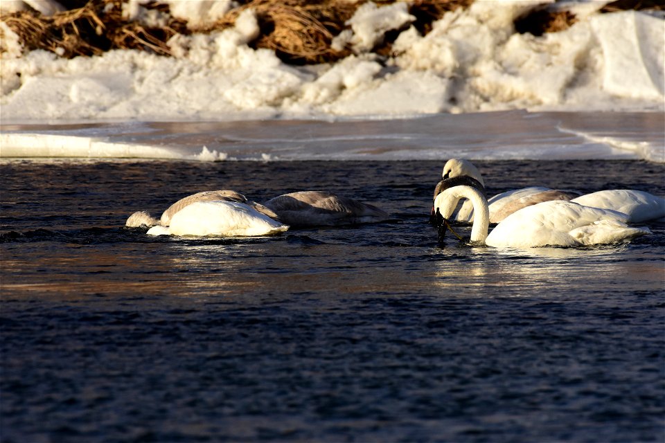 Trumpeter swans at Seedskadee National Wildlife Refuge
