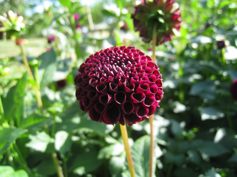 Green summer garden