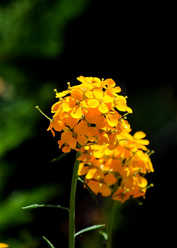 untitled-1235jpg_49385108493_o