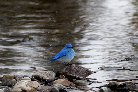 Mountain Bluebird photo