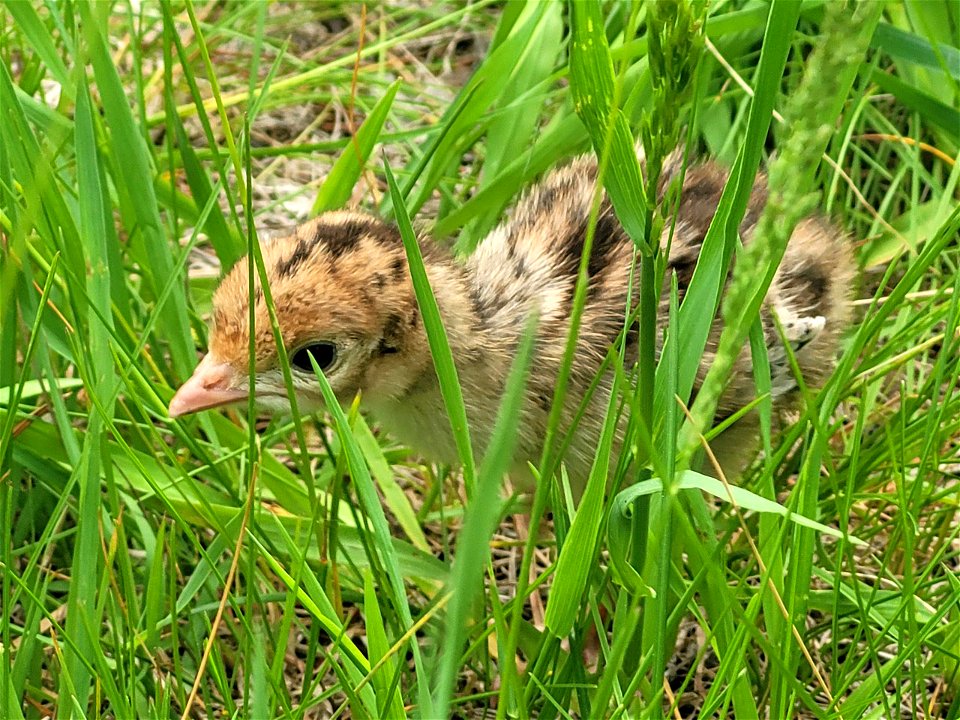 Ring-neck pheasant chick