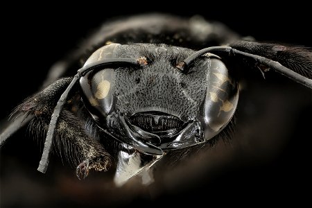 Xylocopa iridipennis, East Java, Indonesia, face_2021-05-27-17.17.54 ZS PMax UDR