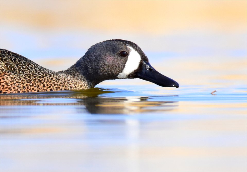 Blue-winged teal at Seedskadee National Wildlife Refuge
