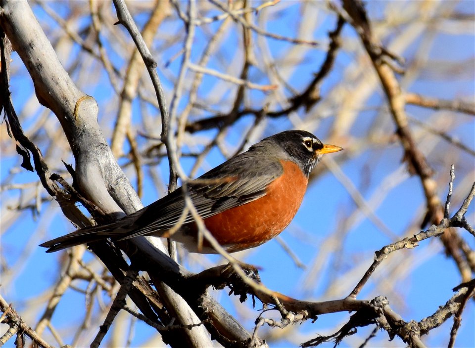 American robin at Seedskadee National Wildlife Refuge