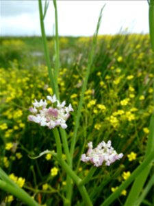 Oenanthe fistulosa L., 1753