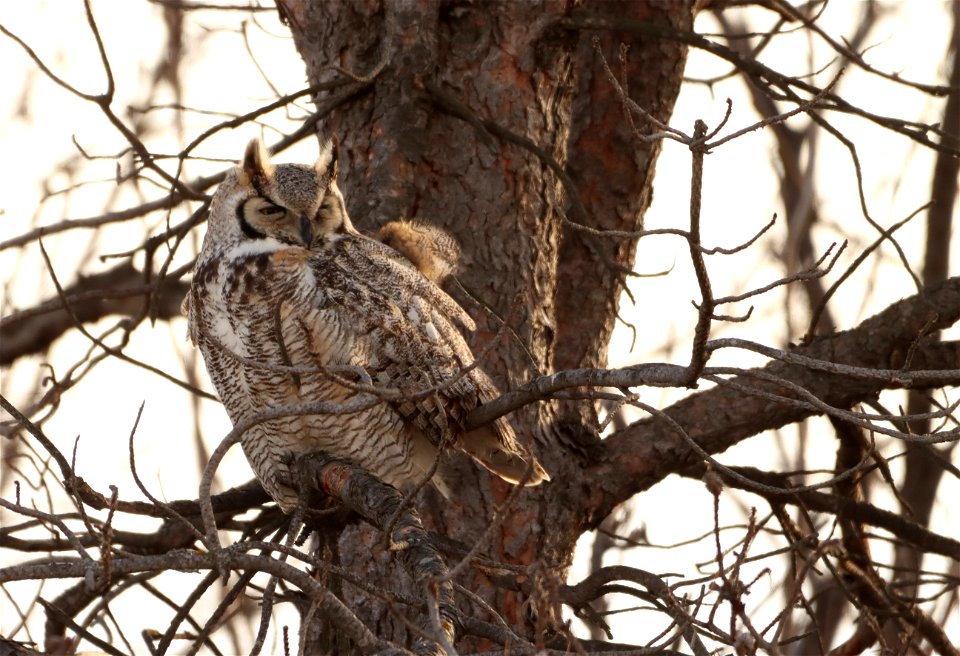 Great-Horned Owl Huron Wetland Management District