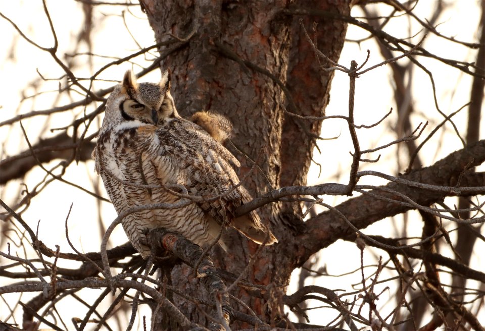 Great-Horned Owl Huron Wetland Management District photo