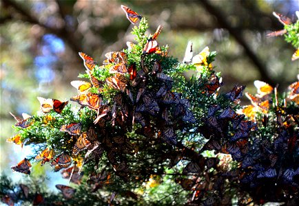 monarchs overwintering