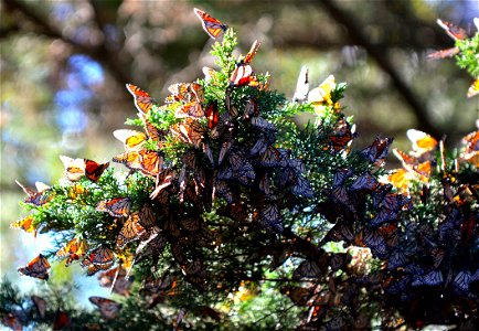 monarchs overwintering photo