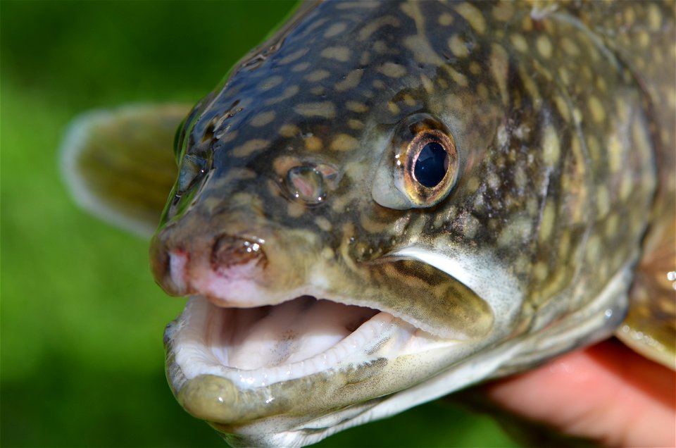 Lake Trout photo