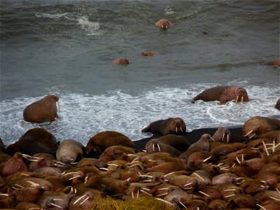 Walrus Colony photo